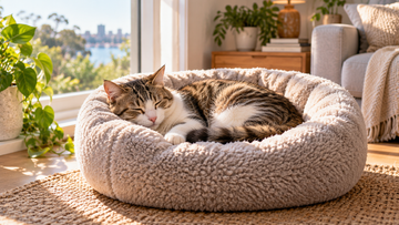 How to Choose the Perfect Cat Bed | What Cats Actually Like