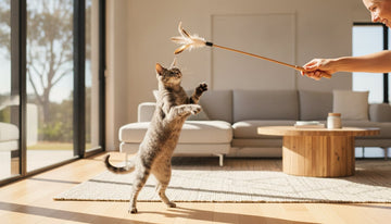Vet Recommended Cat Toys in Australia: The 2026 Buyer's Guide for Happy Felines