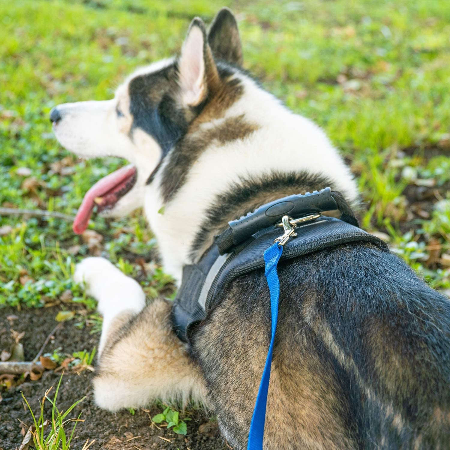 Dog/Puppy Obedience Recall Training Agility Lead - 15Ft 20Ft 30Ft 50Ft 100Ft Training Leash - Great for Training, Play, Camping, or Backyard (15 Feet, Purple)