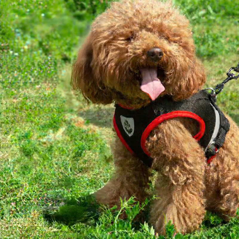 Dog Chest Harness with Leash