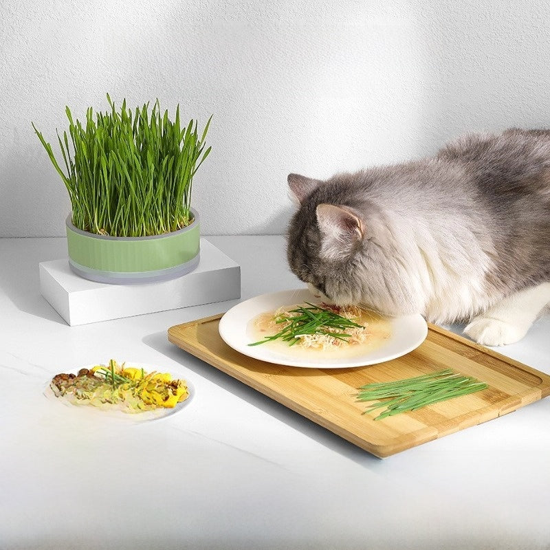 Cat Grass Pot Growing Kit