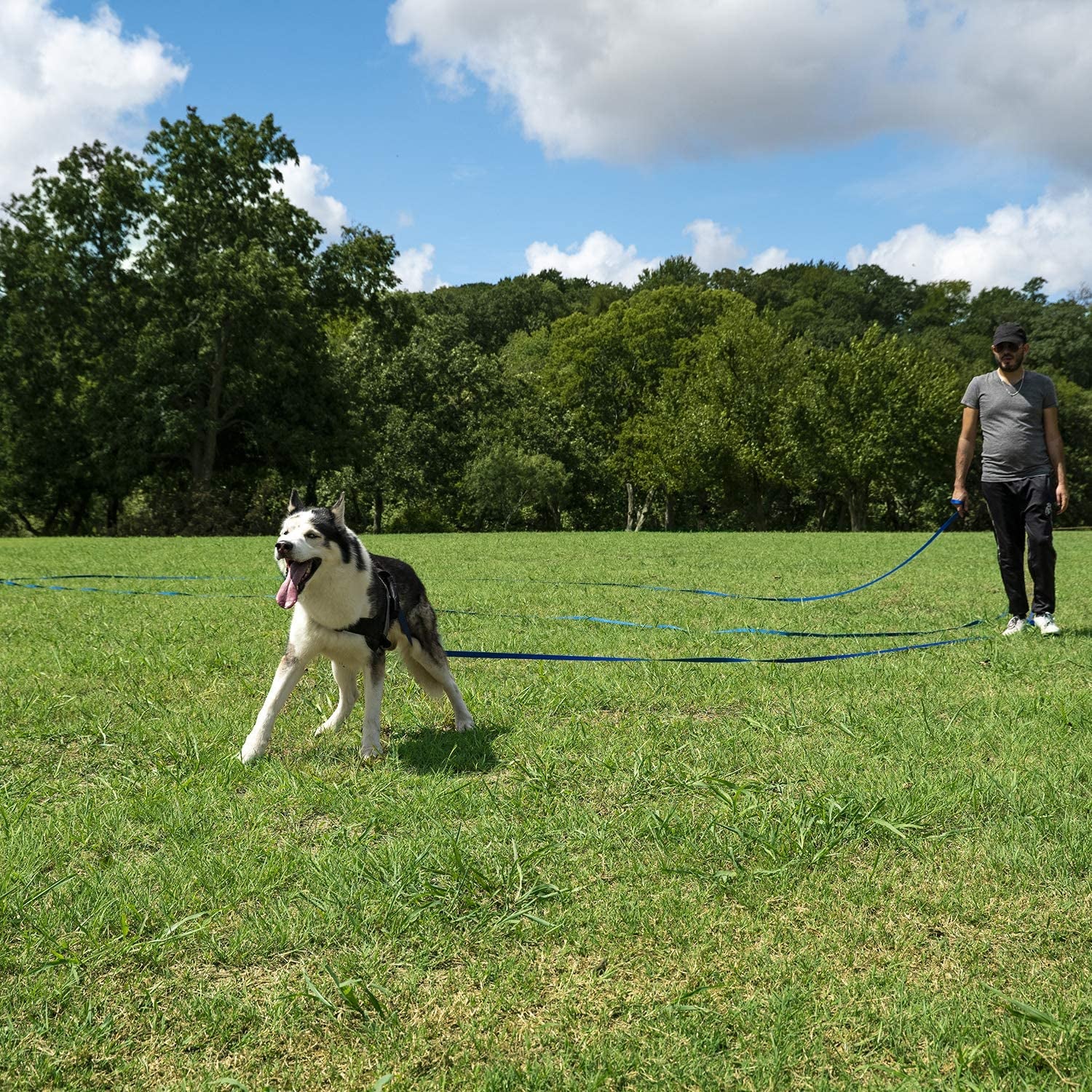 Dog/Puppy Obedience Recall Training Agility Lead - 15Ft 20Ft 30Ft 50Ft 100Ft Training Leash - Great for Training, Play, Camping, or Backyard (15 Feet, Purple)